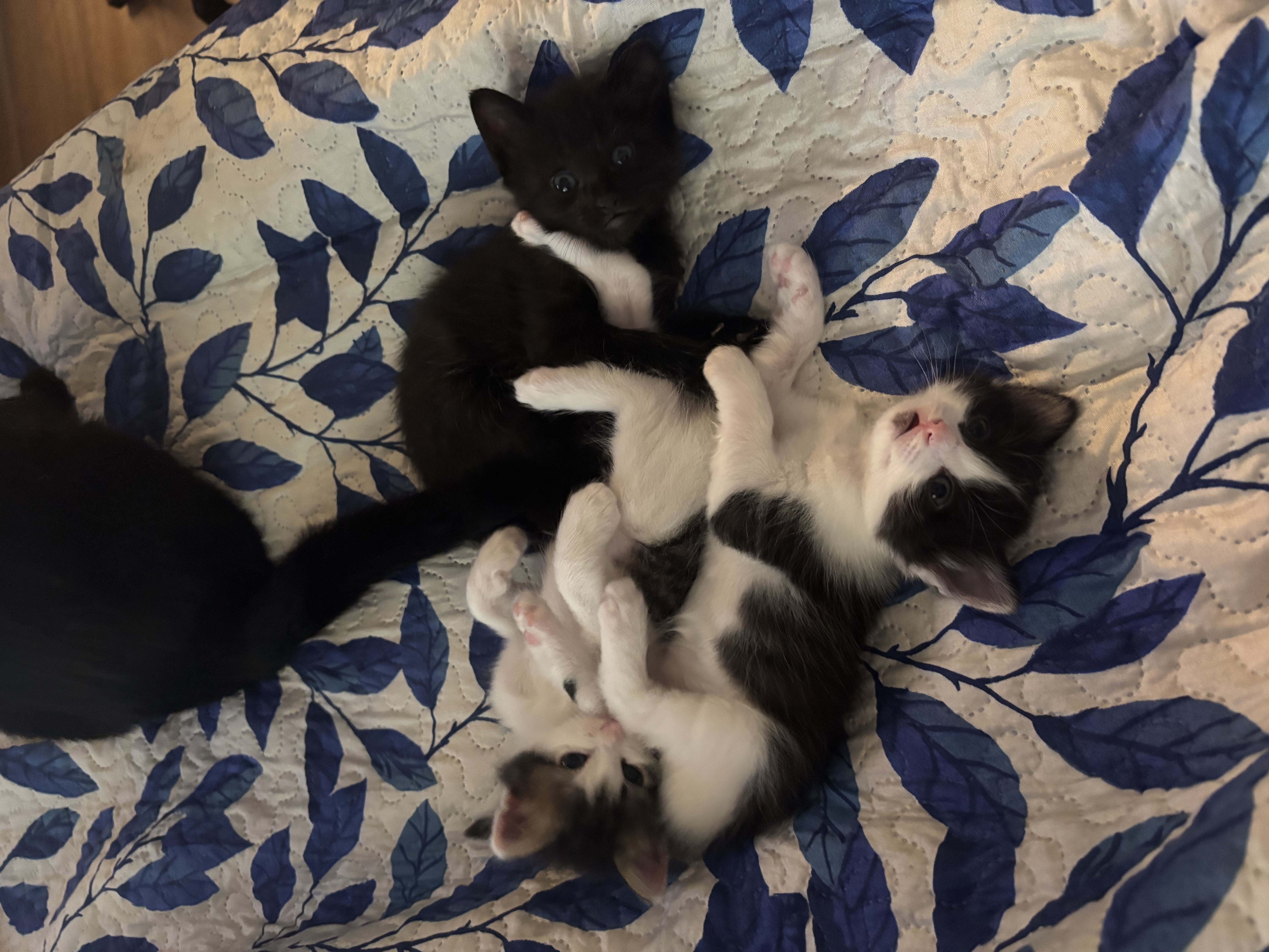 Foto de Bebés Daira