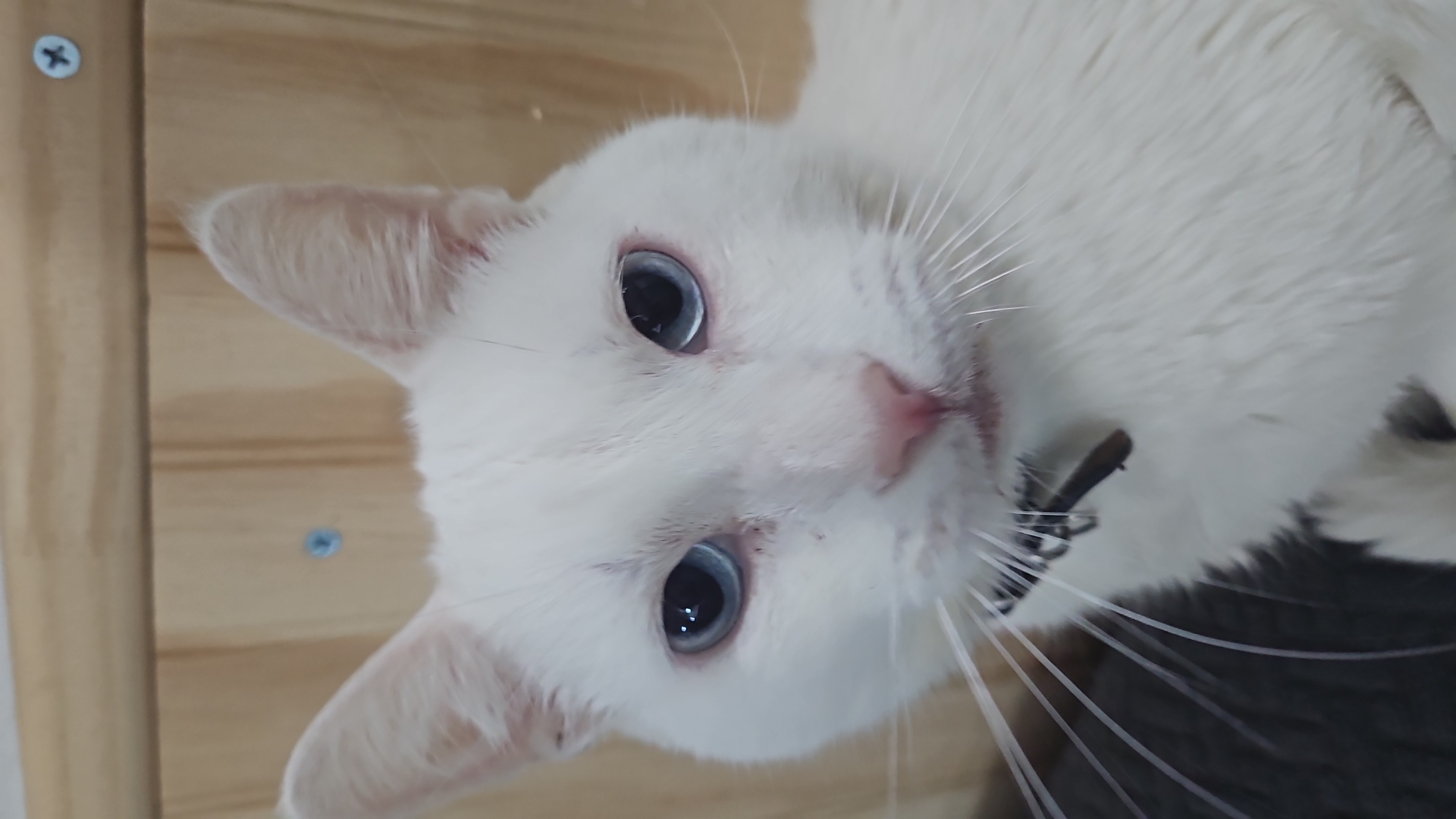 Foto de Otto
